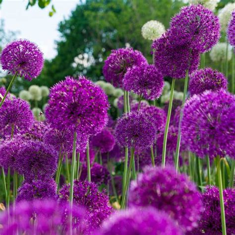 Rodents and deer also avoid them. Ornamental Alliums • GreenView Fertilizer