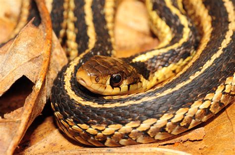 Small Garter Snake Paulinskill Valley Wma Sussex County Flickr