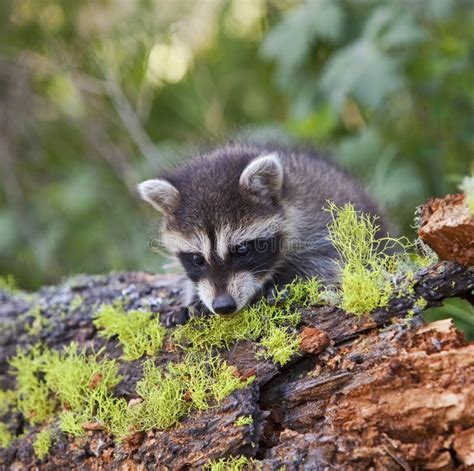 Raccoon Procyon Lotor In Woods Stock Image Image Of Close North