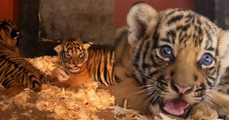Night Safari Welcomes Critically Endangered Malayan Tiger Cubs First