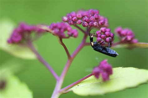 Black Insect Photograph By Clifford Pugliese Fine Art America