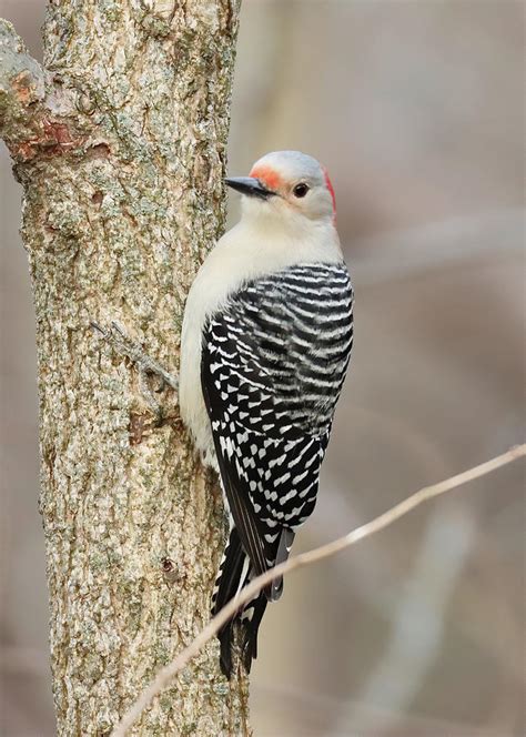 Red Bellied Woodpecker 783 Indiana Photograph By Steve Gass
