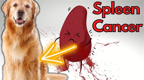 Spleen Cancer In The Dog Hemangioscarcoma Youtube