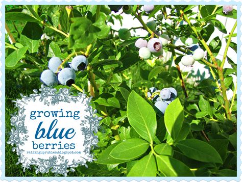 Raising Up Rubies Blog Growing Blueberries ♥