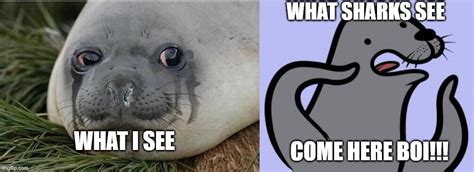 Image Tagged In Memeshomophobic Sealcrying Seal Imgflip