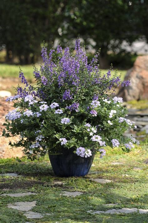 Meet Angelonia The Summer Snapdragon Container Gardening Flowers