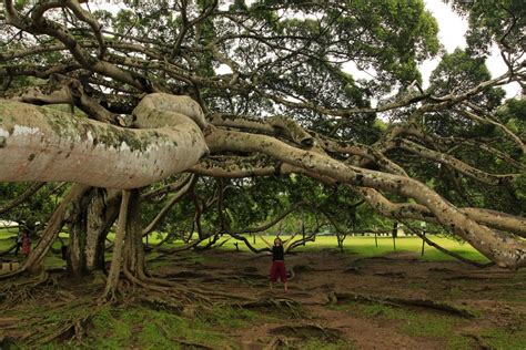 Sri Lanka Paula Under A Giant Java Willow Tree