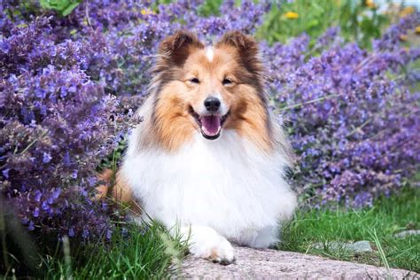 How Much Does A Shetland Sheepdog Cost 2023 Price Guide