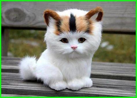 Gambar Kucing Yang Paling Comel Di Dunia Kucing Comel Ini Selalu