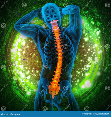 3d Render Medical Illustration Of The Human Spine Stock Illustration