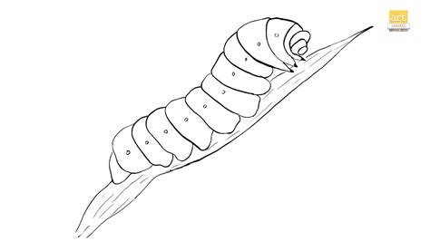 How To Draw A Caterpillar Drawing Ii Caterpillar Drawing Step By Step