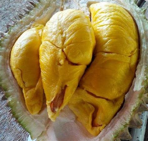 Membandingkan Durian Taik Babi Pulau Bangka Dengan Durian Medan