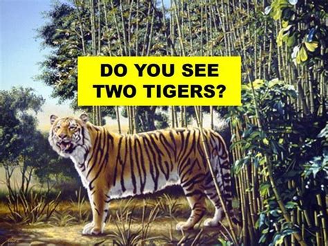 There Are Two Tigers In This Picture Can You Spot The Second One
