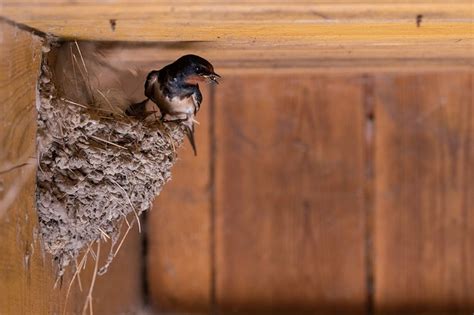 How Do Birds Build Nests