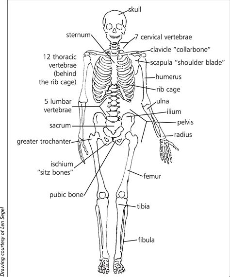 The Skeletal System Diagram Labeled The Skeletal System Diagram