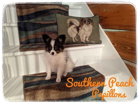 Dottie Hartness - Papillon Puppies for Sale in Columbia, SC | AKC