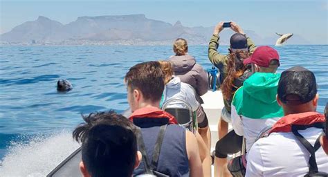 Cape Town Marine Big 5 Ocean Safari From Vanda Waterfront Getyourguide