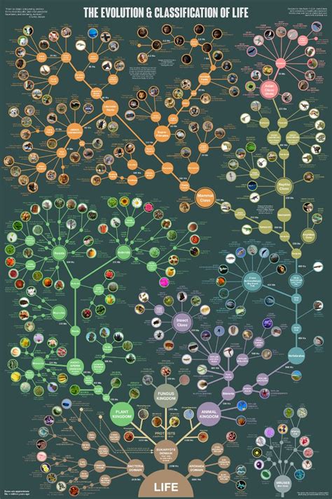 Science Infographic Evolution And Classification Of Life