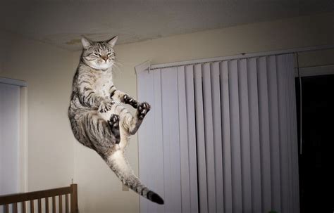 Just Some Fabulous Jumping Cats Imgur Jumping Cat Hover Cat