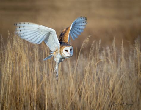 Barn Owl Flying In The Grass Photos By Judi