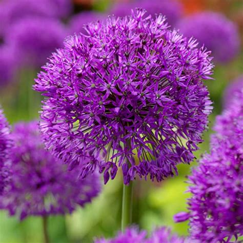 Allium Purple Sensation Grow Your Own Giant Alliums 25 Bulbs Amazon