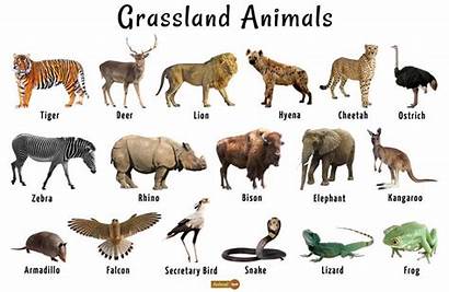 Grassland Animals Animal Land Adaptations Clipart Habitat