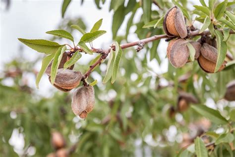 How To Plant And Grow An Almond Tree Bbc Gardeners World Magazine