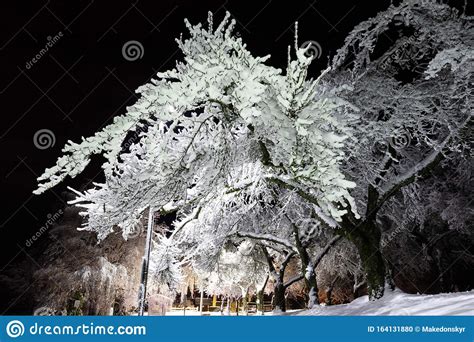 Winter Wonderland Trees Covered In Snow Night City