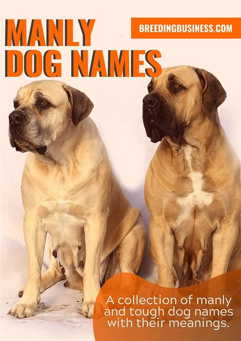 180 Manly Dog Names For Tough Male Puppies And Tom Boy Females