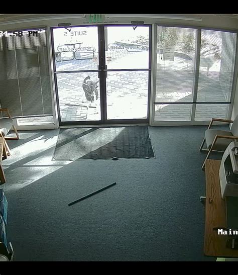 Watch The Incredible Moment A Goat Breaks Into This Office