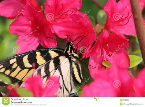 Farfalla Di Swallowtail Immagine Stock Immagine Di Nota