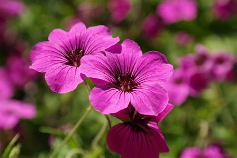 We did not find results for: Perennial Plant Care Guide - Delphinium, Dianthus ...