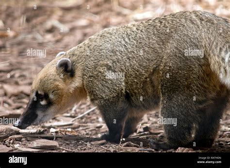 This Is A Side View Of A South American Coati Stock Photo Alamy