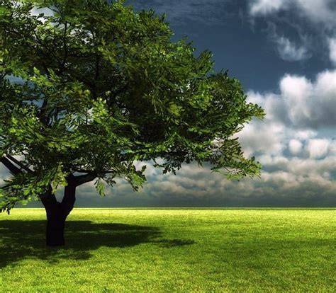 Lonely Tree Tree Lonely Nature Grass Hd Wallpaper Peakpx