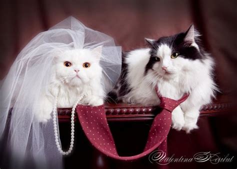 All The World Animals Cutest Animal Wedding Photos