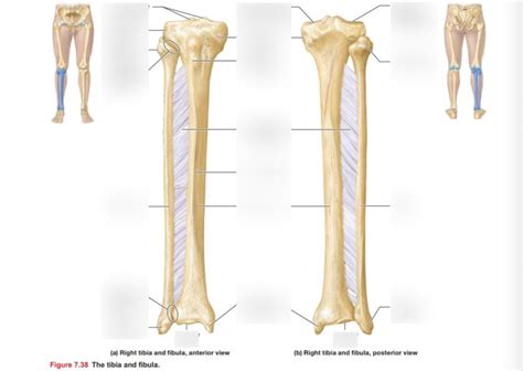 Tibia Fibula Anatomy