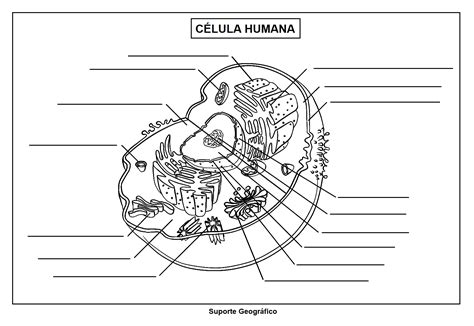 Atividades Sobre Celula 6 Ano