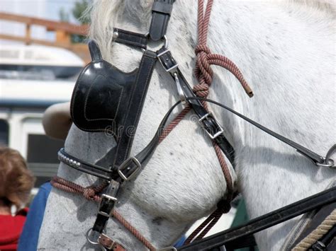 Closeup Of Draft Horse Bridle With Blinders Stock Photo Image Of