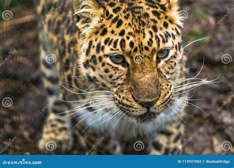 Amur Leopard Panthera Pardus Orientalis Stock Photo Image Of Panther
