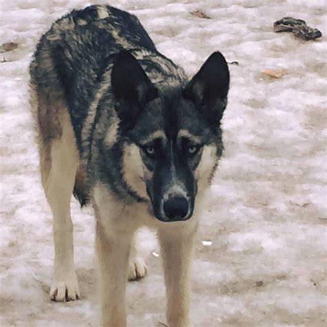 Wolfdog Puppies For Sale | Crooked River Ranch, OR #181165