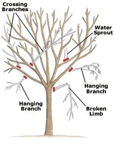 Wait until pruning is optimal. When To Prune Trees - iSeeiDoiMake