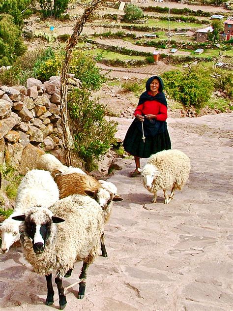 Woman Herding Sheep On Taquille Island In Lake Titicaca Peru Photograph