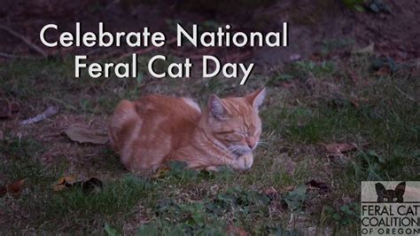 National Feral Cat Day 2016 Youtube