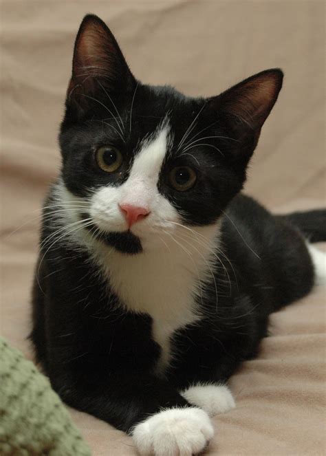 Tuxedo Cat Breed Cat Would Sport Tuxedos Accessories