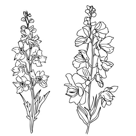 Premium Vector | Handdrawn delphinium flower botanical illustration