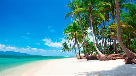 White Sand Sandy Beach Palm Exotic Tropics Tropical Palm Tree