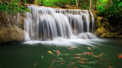 River Waterfall Coast Colorful Fish Greens Water Tropical