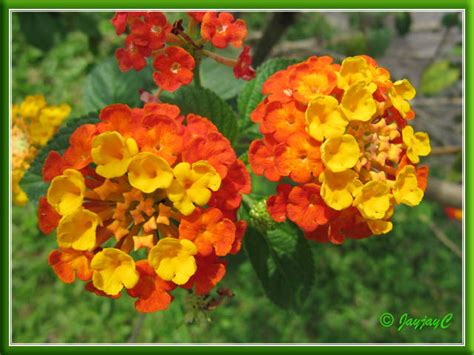 Lantana flower colors are yellow, orange, red, white, and lavender. Lantana camara 'Florida Mound Orange' with yellow/orange f ...