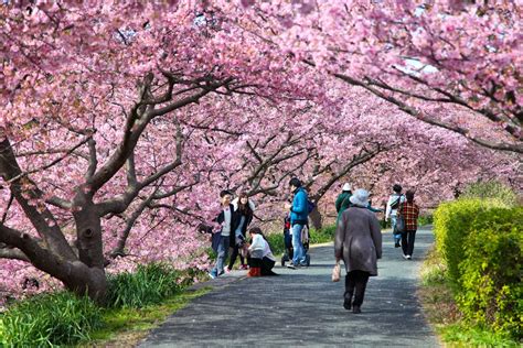The Beautiful Sakura Season In Japan