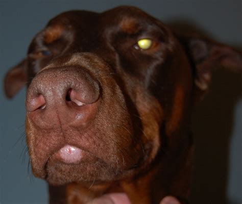 Chapped Lips Doberman Forum Doberman Breed Dog Forums